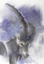 Bouquetin où va-t-on ? Aquarelle - ARTEC