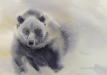 Ours, où va-t-on ? Aquarelle - ARTEC
